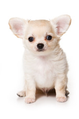 Chihuahua puppy on white background