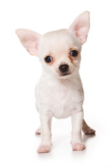 Chihuahua puppy on white background