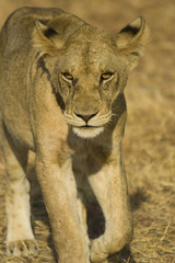Lion in Mikumi National Park, Tanzania
