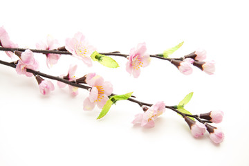 Obraz premium Zweig mit Blüten