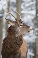 Rothirsch, Red deer, Cervus elaphus