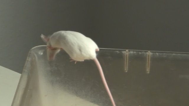 wei&szlig;e Maus