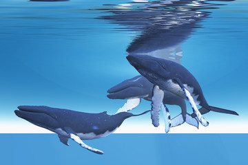 Obraz premium Underwater Whales