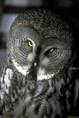 カラフトﾌｸﾛｳ