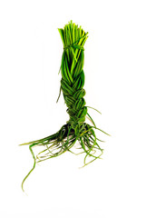 Obraz premium Green chives