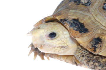 animal turtle tortoise