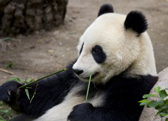 Obraz premium Giant Panda Bear eating bamboo