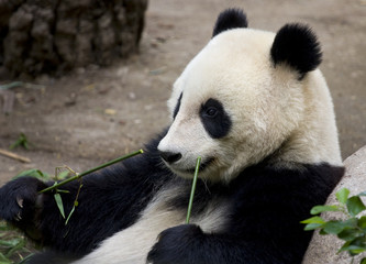 Giant Panda Bear eating bamboo