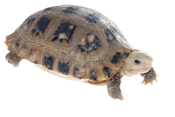 animal turtle tortoise