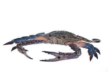 blue crab