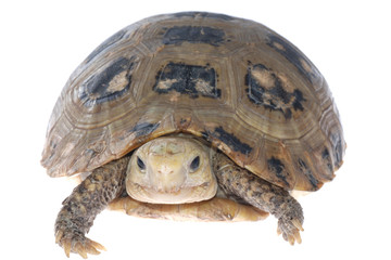 animal turtle tortoise