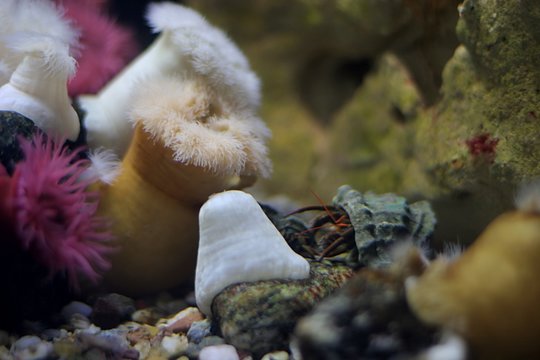 Anemonen und Einsiedlerkrebs