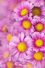 Colorful chrysathemum