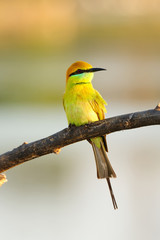 Green Bee-Eater