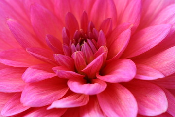Closeup of a Dahlia in pink color