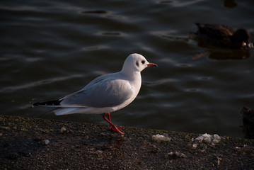 Fototapeta premium Möwe