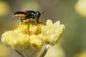 Mouche noire et orange sur une fleur jaune