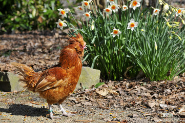 Coq roux de profil à coté de fleurs de narcisse