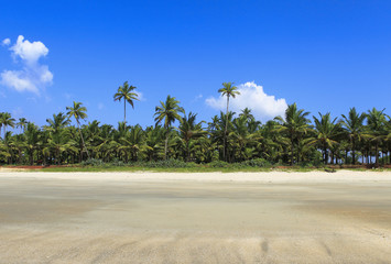 playa tropical en el estado de goa en india - obrazy, fototapety, plakaty