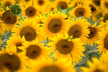 Fototapeta premium blooming sunflowers