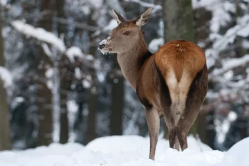 Rolgordijnen Rothirsch, Red deer, Cervus elaphus © Wolfgang Kruck
