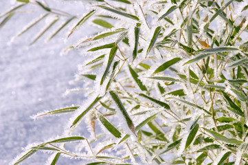 Bambus im Schnee - bamboo in snow 05