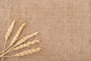 Wheat ears on burlap background