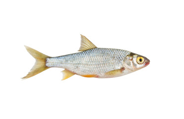 Roach fish isolated on white