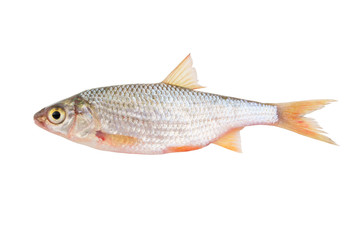 Roach fish isolated on white