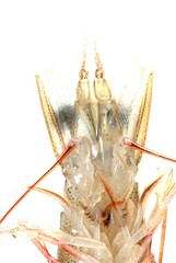 fresh shrimp