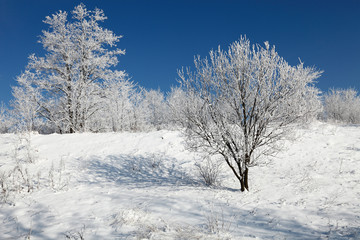 Beautiful Frozen trees