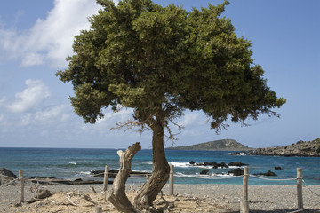 Elafonissi beach - Prickly juniper (Juniperus oxycedrus), Crete