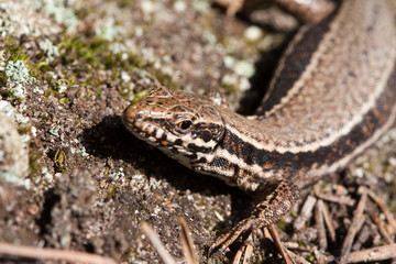 Fototapeta premium Eidechse