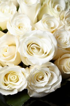 Cream roses