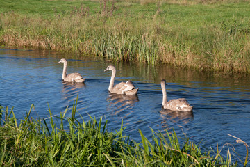 Three Cygnets swimming in evening sunlight