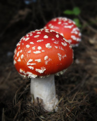 2 Fliegenpilze - two fly agarics