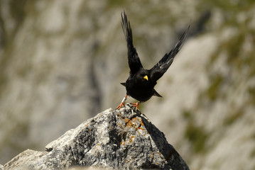 Chova en las montañas