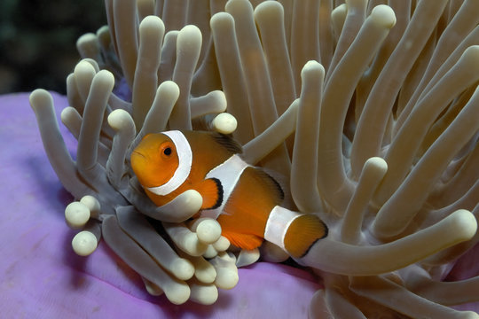 Clownfisch