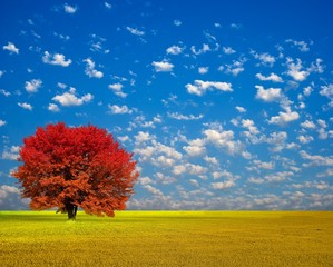 beautiful red autumn tree among a yellow field
