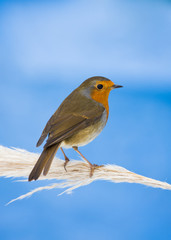 Robin on Pampas grass