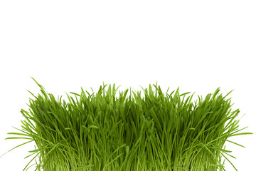 Bunch of green spring grass