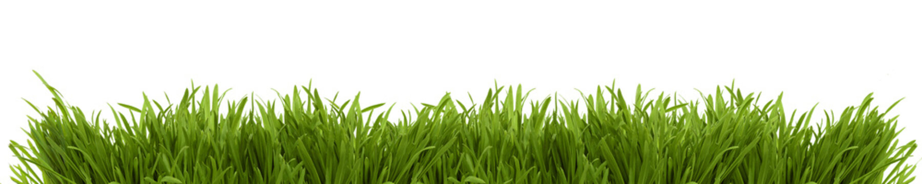 Wide image of a fresh spring grass