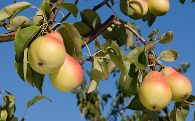 pear at tree with blue sky