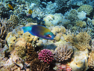 Obraz na płótnie Canvas Parrot-fish on the coral reef in Red Sea, Egypt