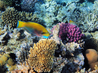 Naklejka na ściany i meble Parrot-fish on the coral reef in Red Sea, Egypt