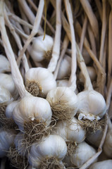 Garlic