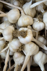 Garlic