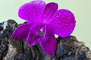 Red Orchid