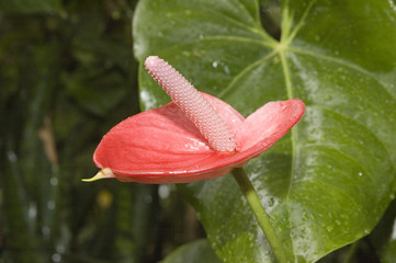 rojo verde