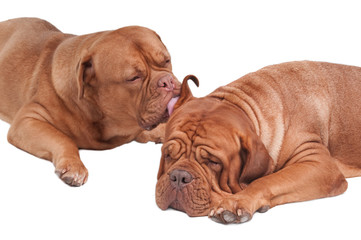 Dog is licking its friends ear